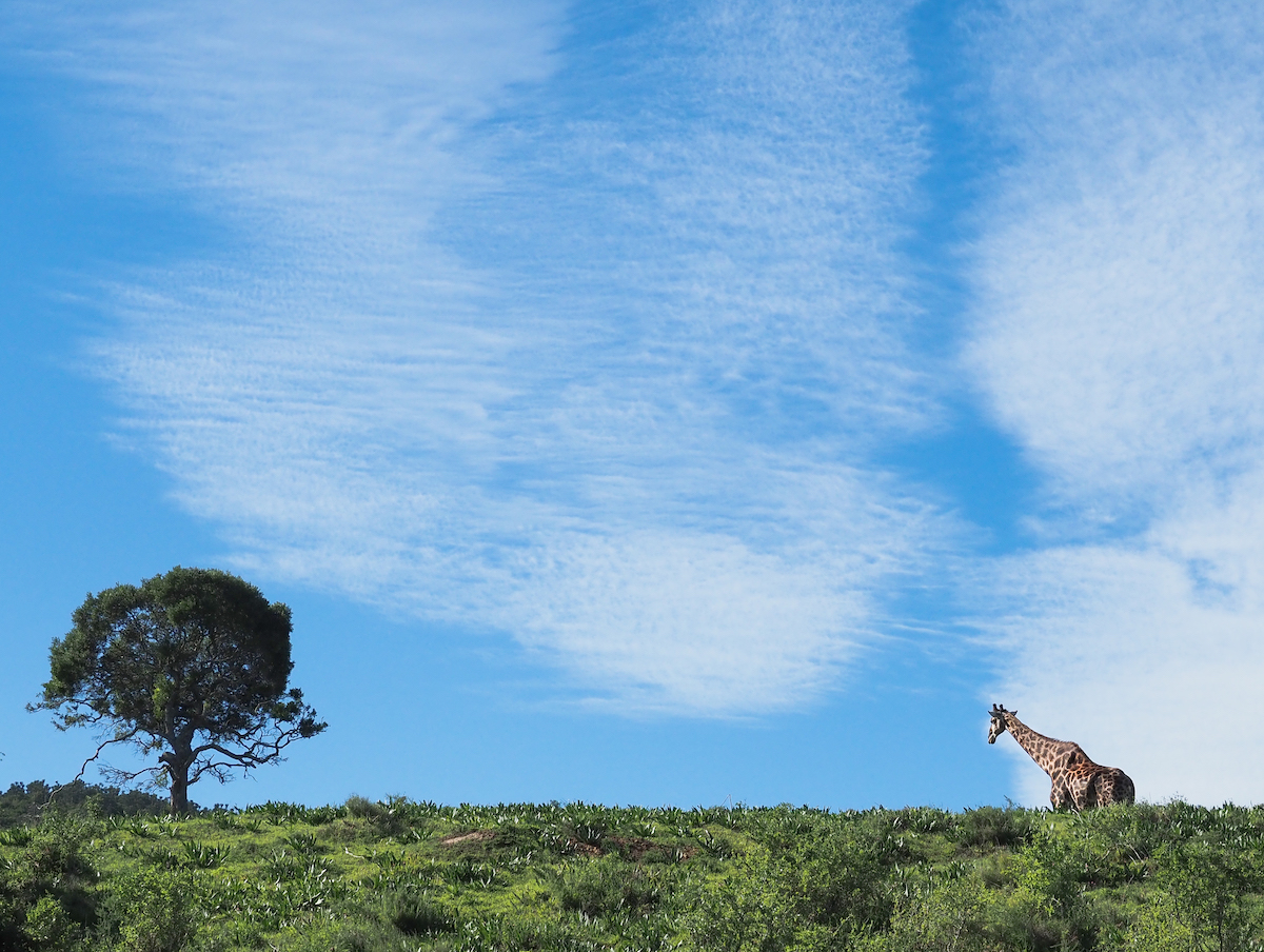 Giraffe at Kariega by Trish Liggett