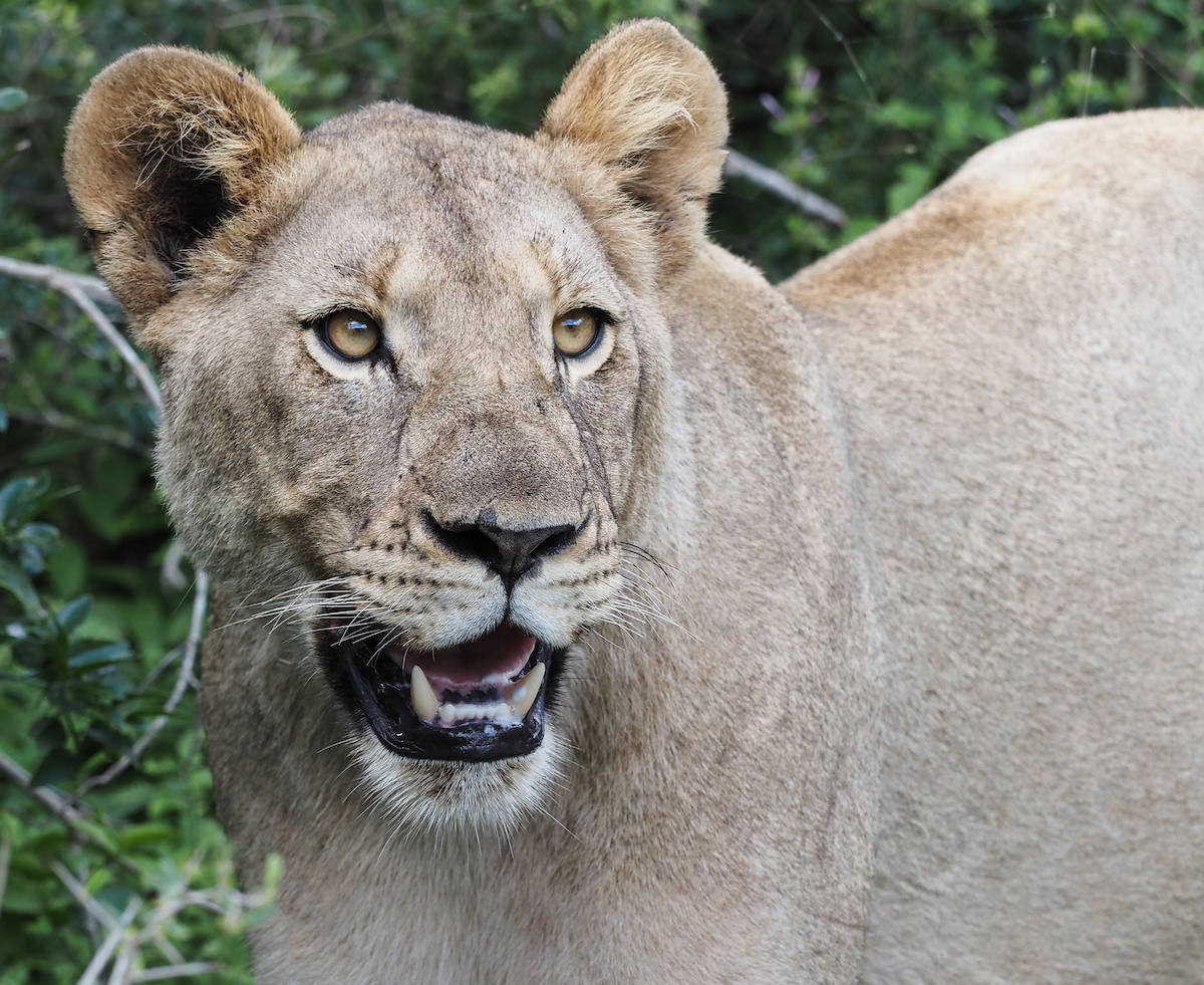 Lioness at Kariega by Trish Liggett