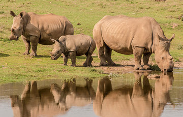 Save The Rhino Pod