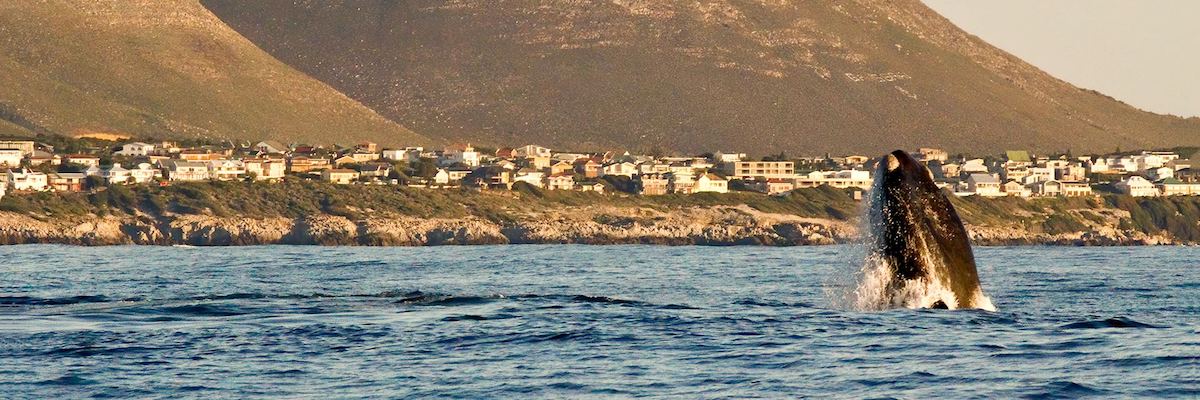 Whale Watching in Hermanus - Photo Credits to Audley Travel