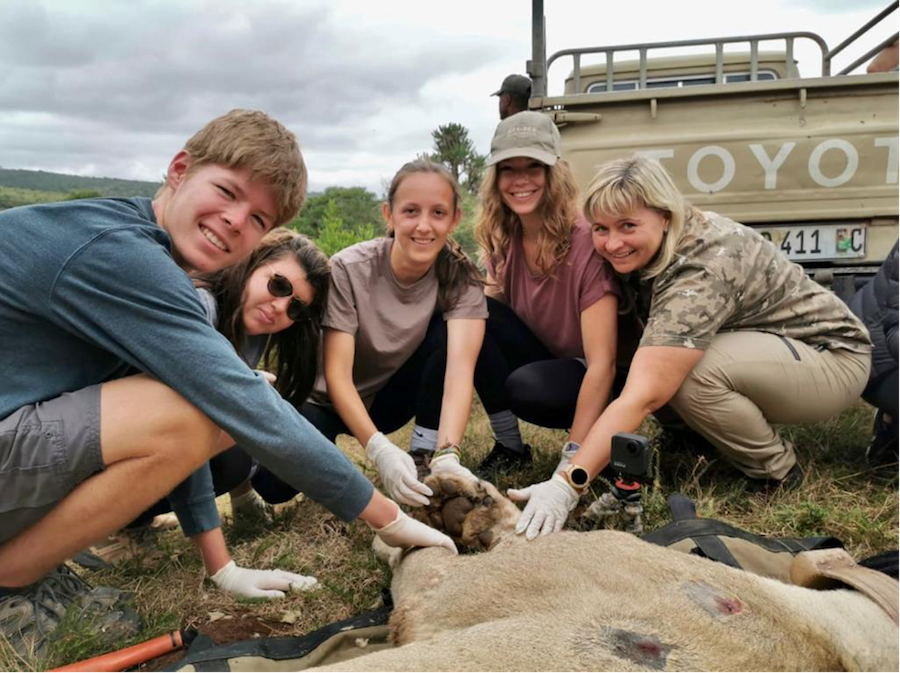 Kariega Volunteers partaking in a lion procedure 