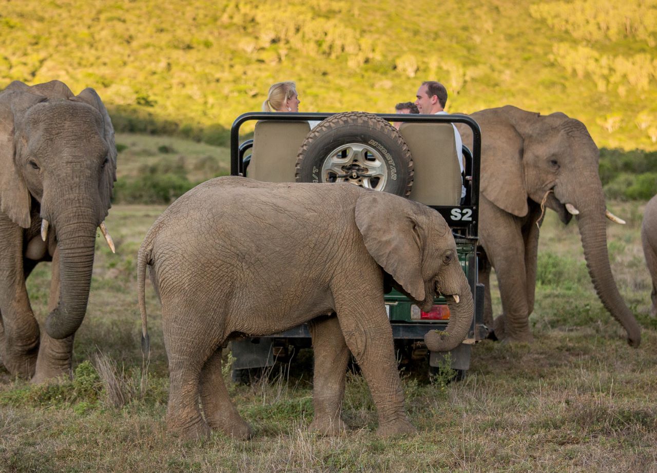 Game Viewing at Kariega Game Reserve - Image taken by guide Brendon Jennings