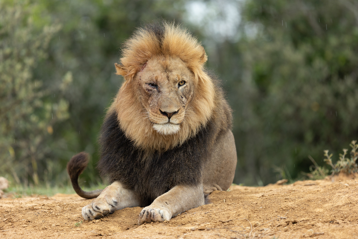Male Lion with battle wounds - Image taken by Brendon Jennings