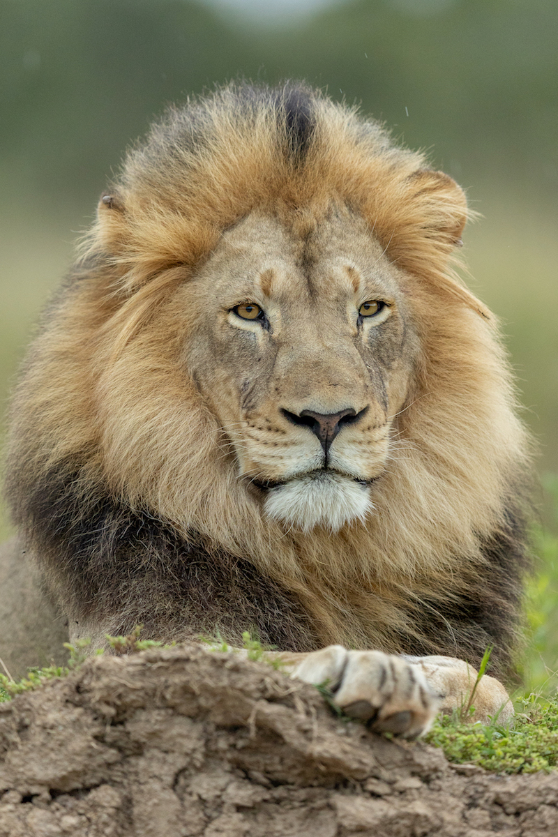 One of the male lions that is fighting over the lioness - Image taken by Brendon Jennings
