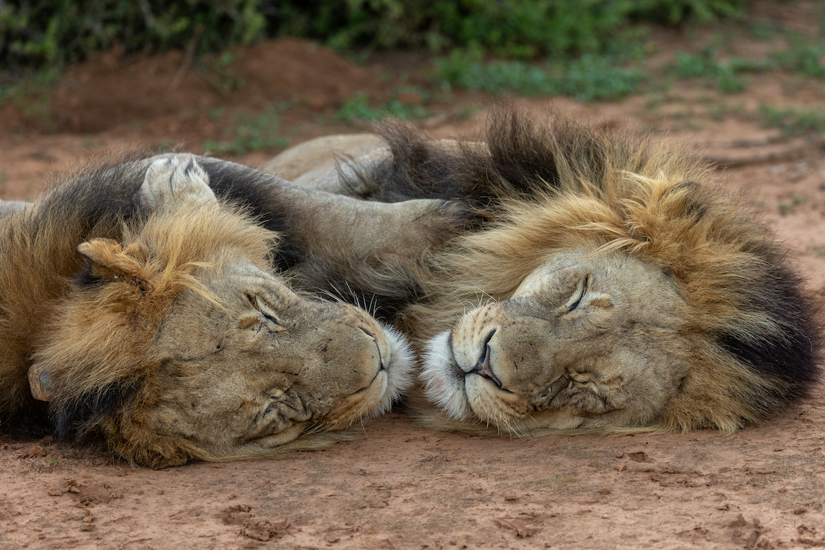 Brother lions brining new genetics to Kariega Game Reserve taken by Brendon Jennings