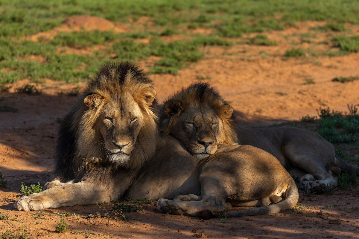 Newly released lions on Kariega Game Reserve taken by Brendon Jennings