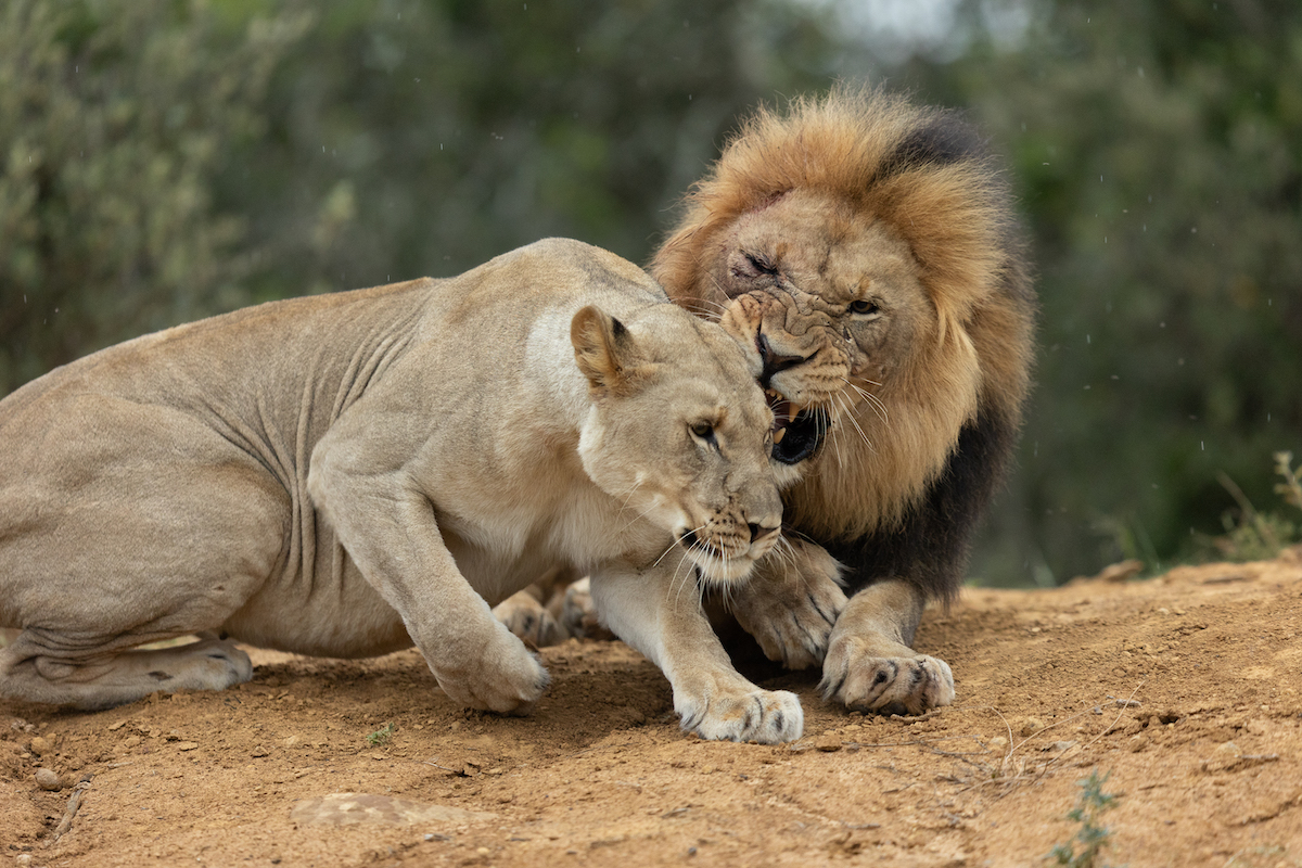 male lions fighting