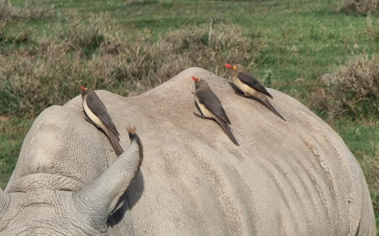  Oxpeckers on Kariega taken by Wayne