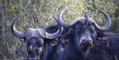 Kariega Oxpecker Buffalo Wayne