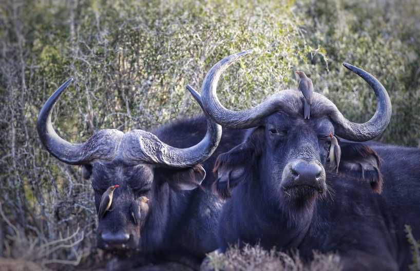 Kariega Oxpecker Buffalo Wayne