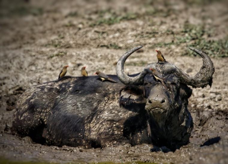 Oxpeckers enjoying a Buffalo mud bath at Kariega taken by Wayne