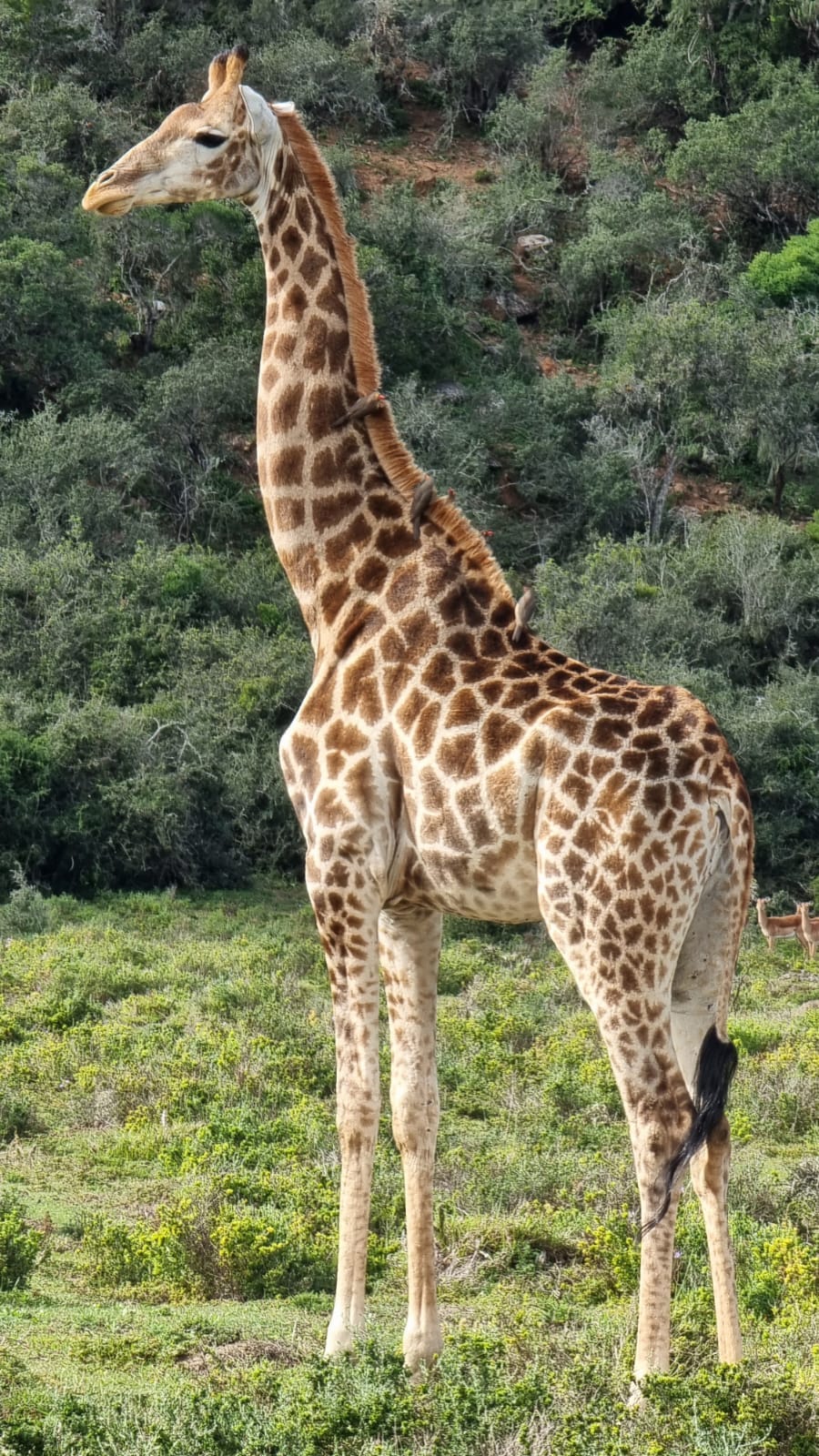 Oxpecker on a giraffe at Kariega taken by Wayne