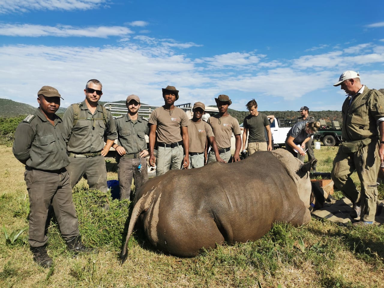 Some of the Kariega APU team assisting with annual dehorning programme