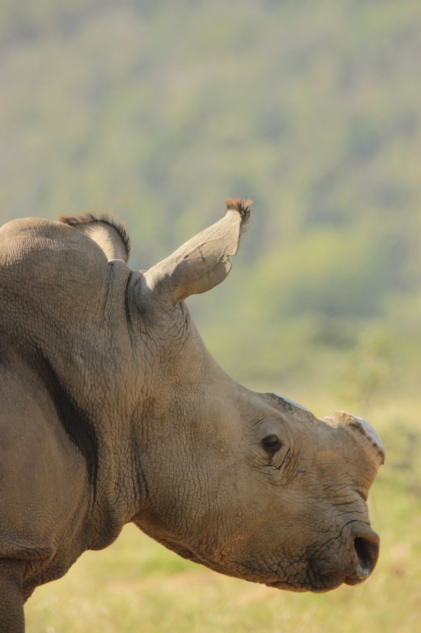Thandi's calf Siya after his first dehorning at Kariega Game Reserve
