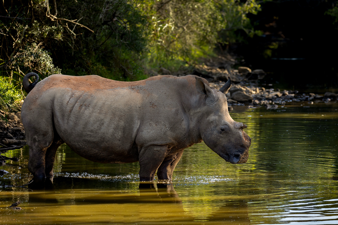 Thandi in a peaceful state of mind at Kariega