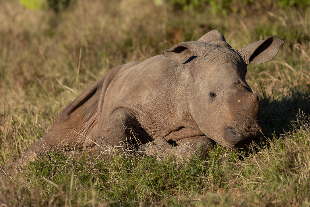 Thandi's fifth calf Zolani at 7 weeks old by Brendon Jennings