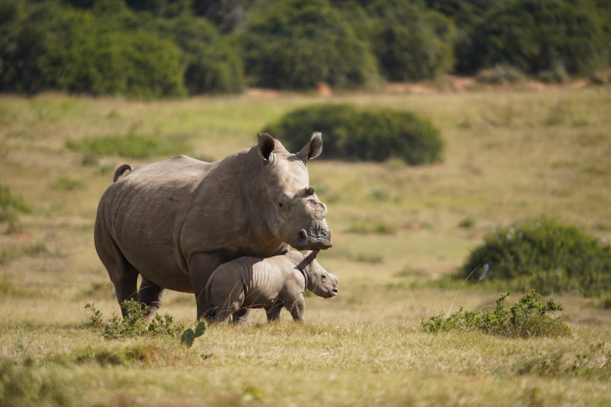 Thandi and a 3 week old Zolani on the Kariega plains by Jaco Mitchell