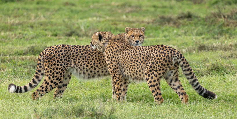 Cheetah coalition - Brendon Jennings 