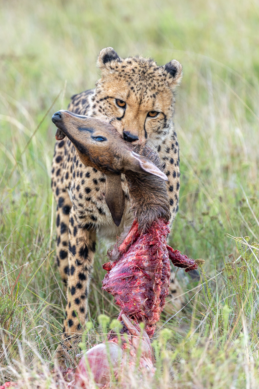 Cheetah carrying a duiker - Img taken by Brendon Jennings