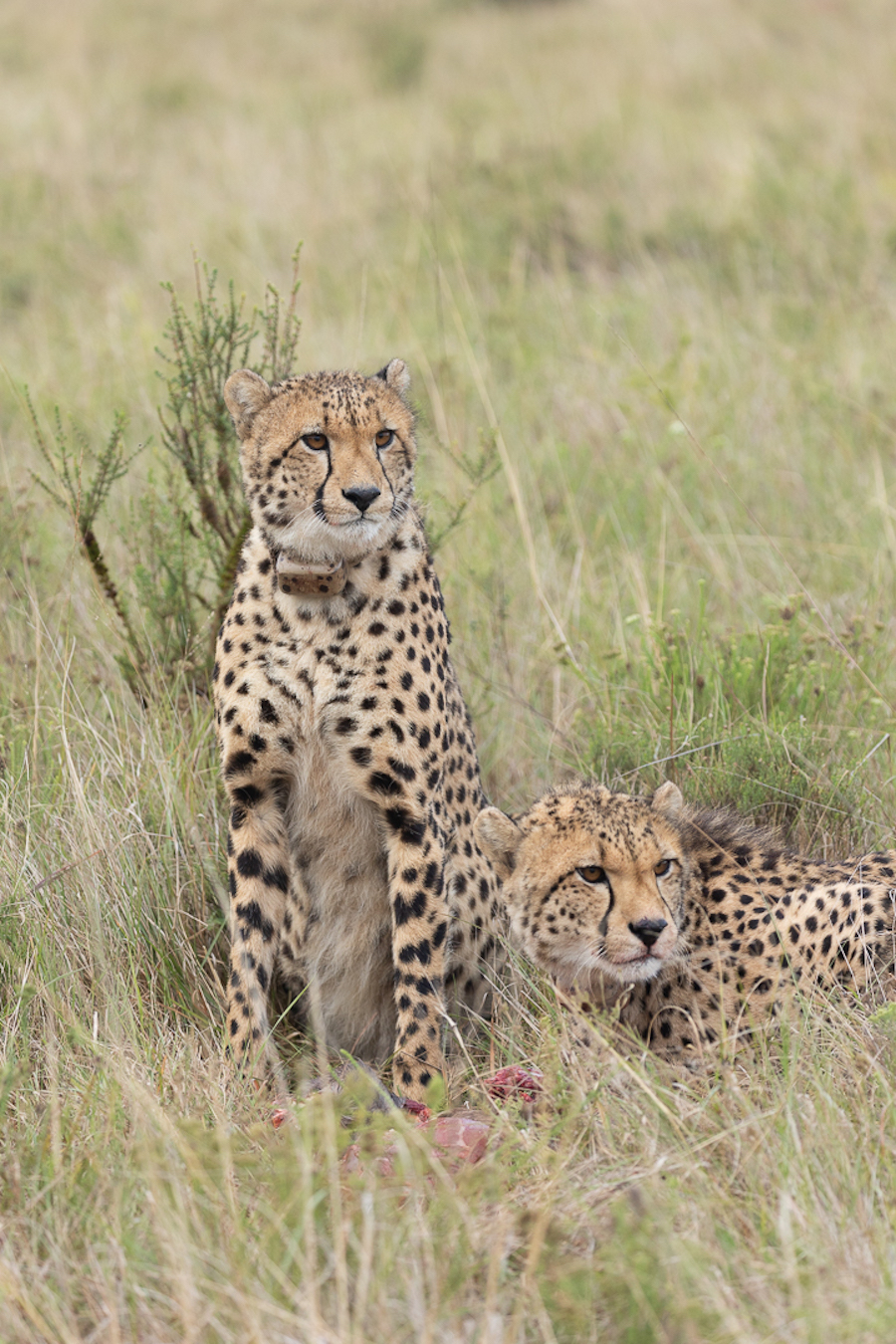 Cheetah males alert - Img taken by Brendon Jennings 