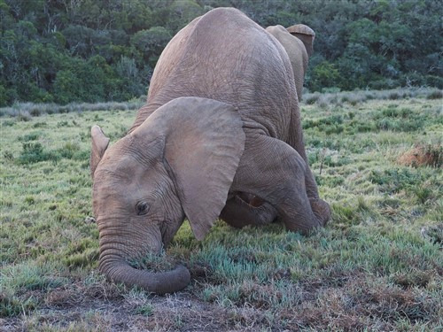 A submissive bull elephant
