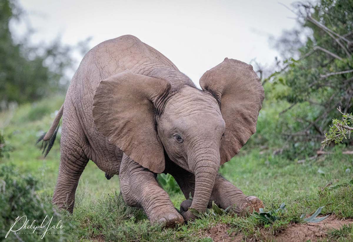 Baby Elephant - Img taken by Philip Yale