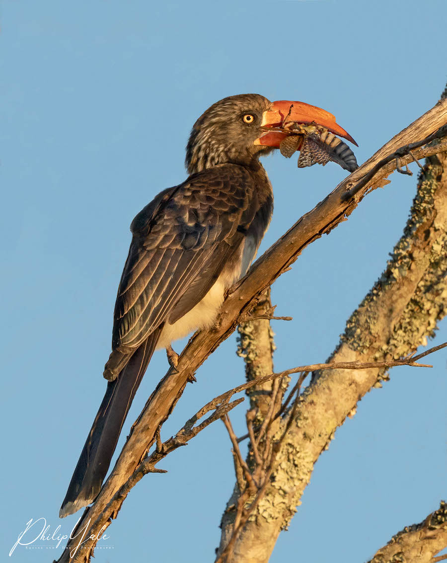 Crowned Hornbill eating an insect - Img taken by Philip Yale 