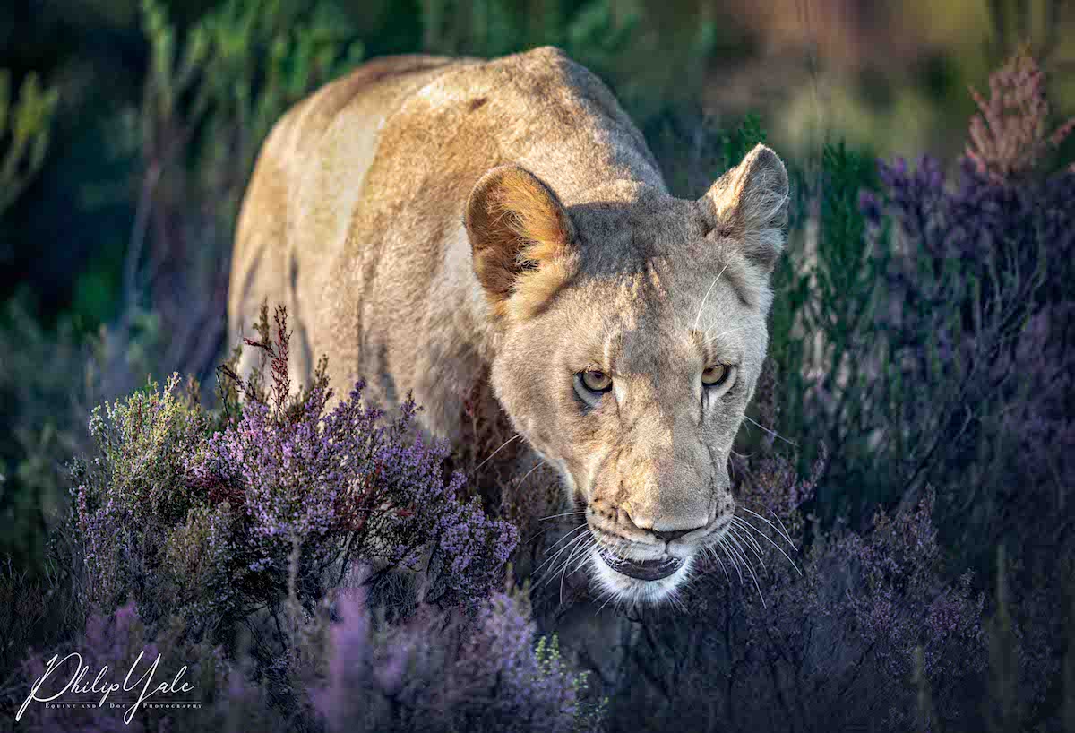 Lioness in purple flora - Img taken by Philip Yale 