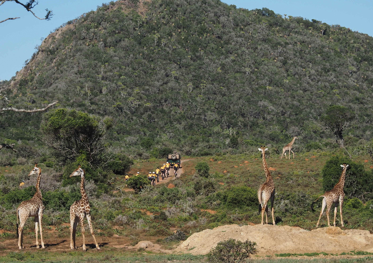 Kariega Ftra 2023 Riders And Giraffe