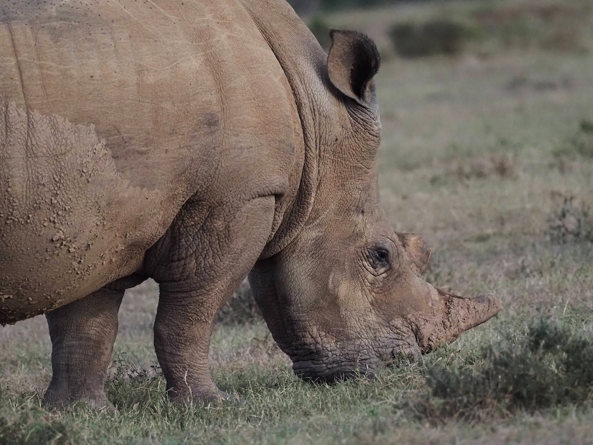 Beautiful image of a white rhino at Kariega taken by Trish Liggett