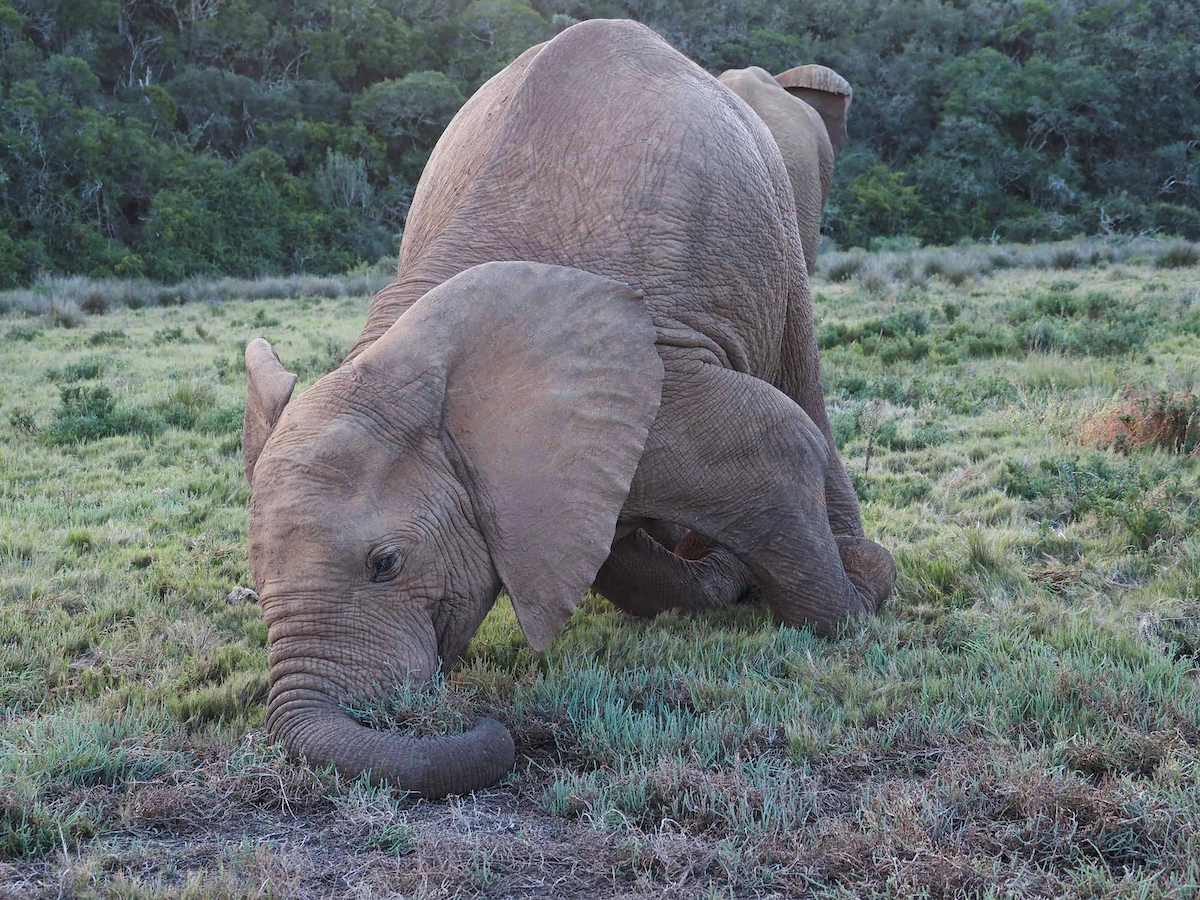 A male elephant at Kariega captured by Trish Liggett
