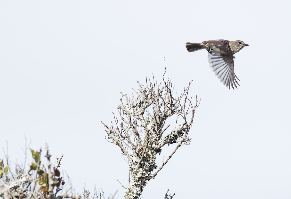 Dusky flycatcher in flight at Kariega taken by Trish Liggett