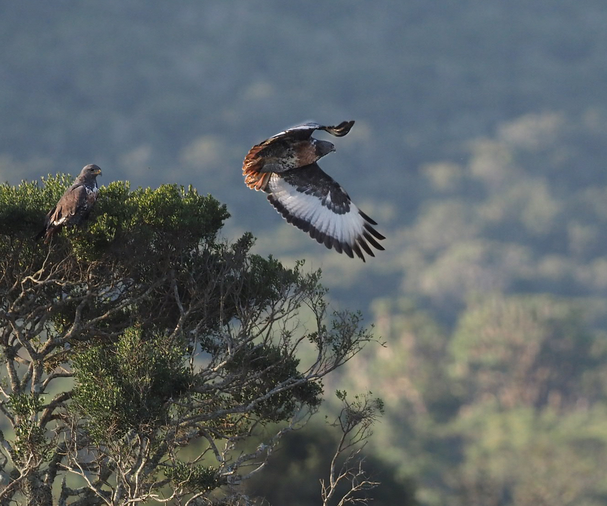 Jackal Buzzard flying byTrish Liggett