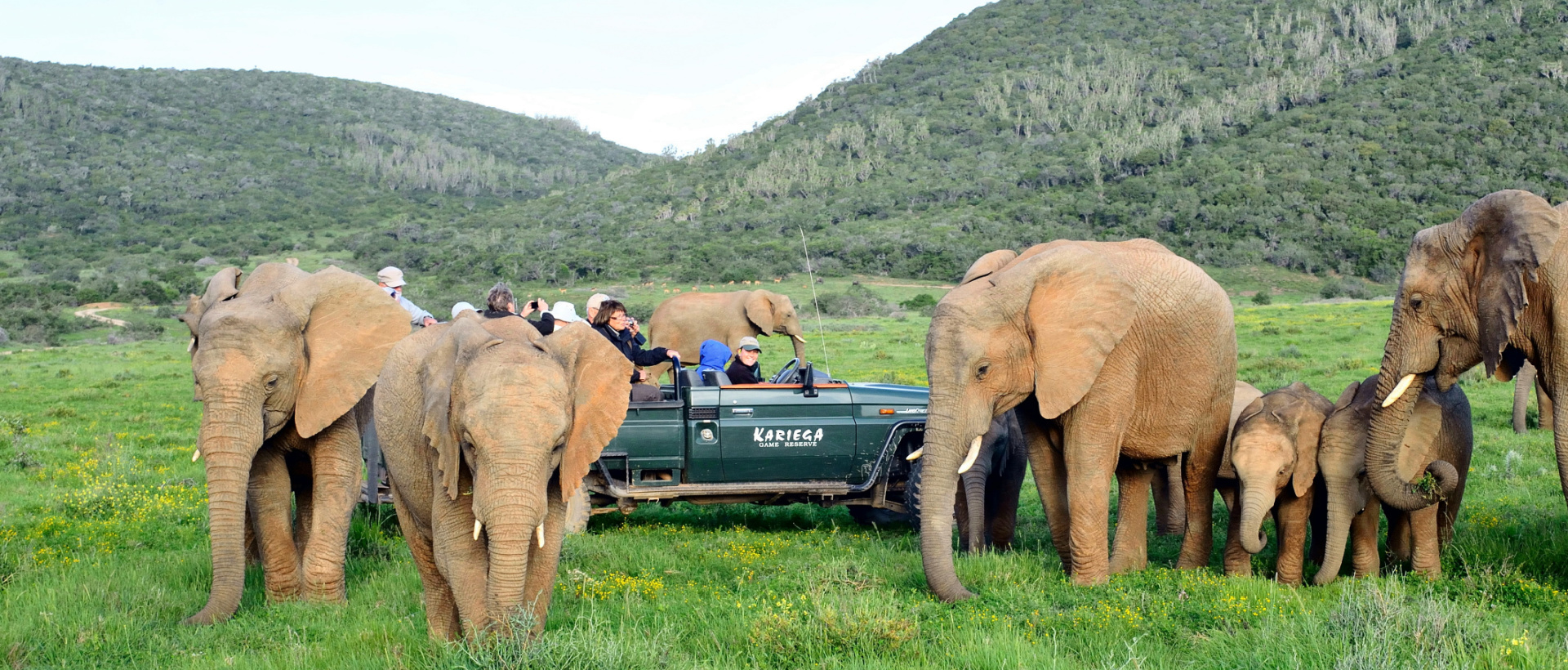 Game drive viewing Elephant