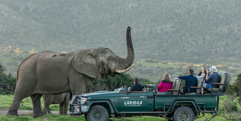 Kariega Safari Elephant Brendon Jennings