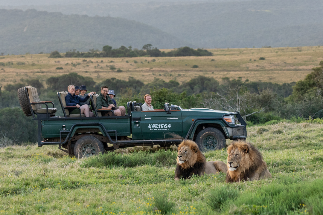 Lion sighting at Kariega taken by Brendon Jennings