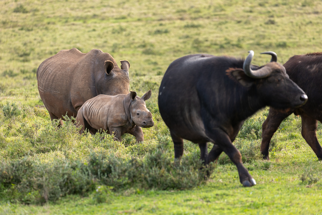 rhino and buffalo on the Kariega plains by Brendon Jennings