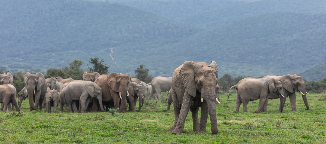 A peaceful herd of elephant at Kariega Brendon Jennings