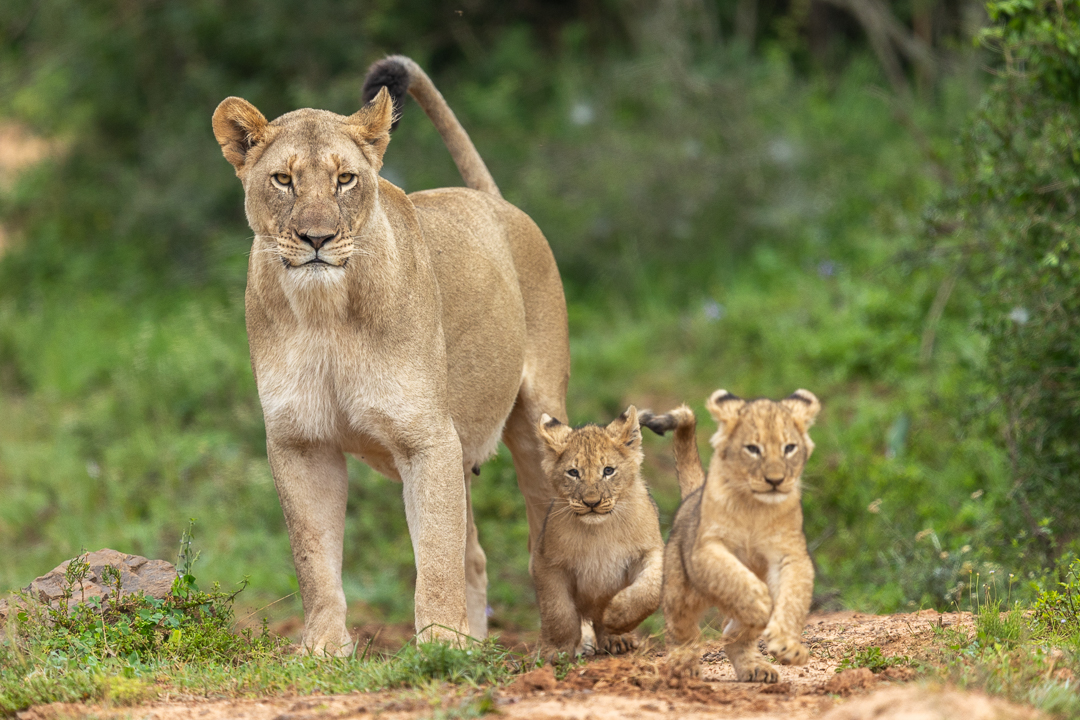 Kariega Lion Cubs Brendon Jennings