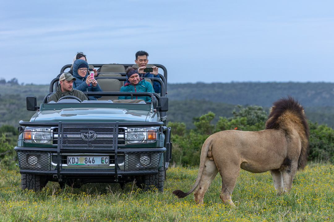 Guests viewing a lion - Img taken by Brendon Jennings