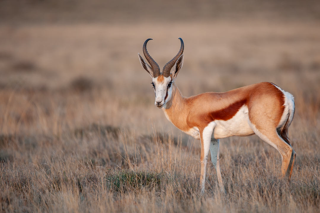 Springbuck - Img taken by Brendon Jennings