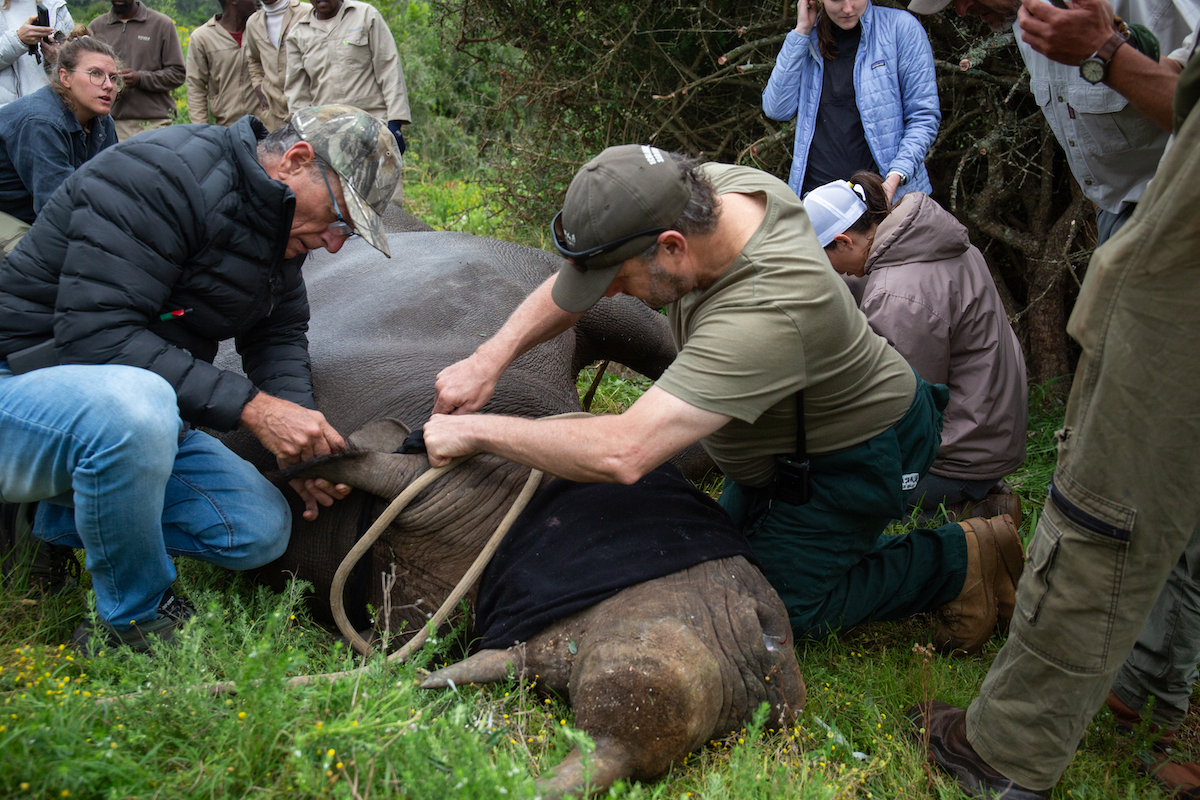 Reserve ecologist working on at a black rhino translocation procedure