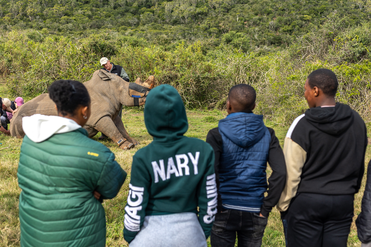 Kariega Foundation youth attend a rhino dehorning to learn why this species is critically endangered Kariega Foundation youth attend a rhino dehorning to learn why this species is critically endangered