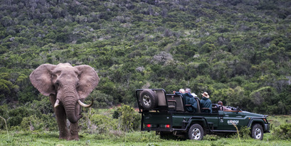 5 Reasons to Visit Kariega Game Reserve