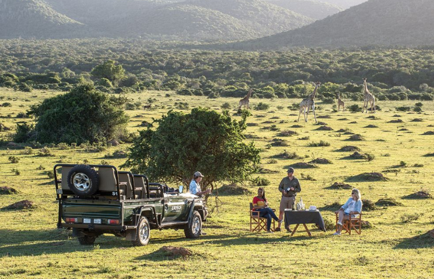 Afternoon game drive sundowners with giraffe