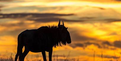 Kariega - Blue Wildebeest - Img taken by Brendon Jennings