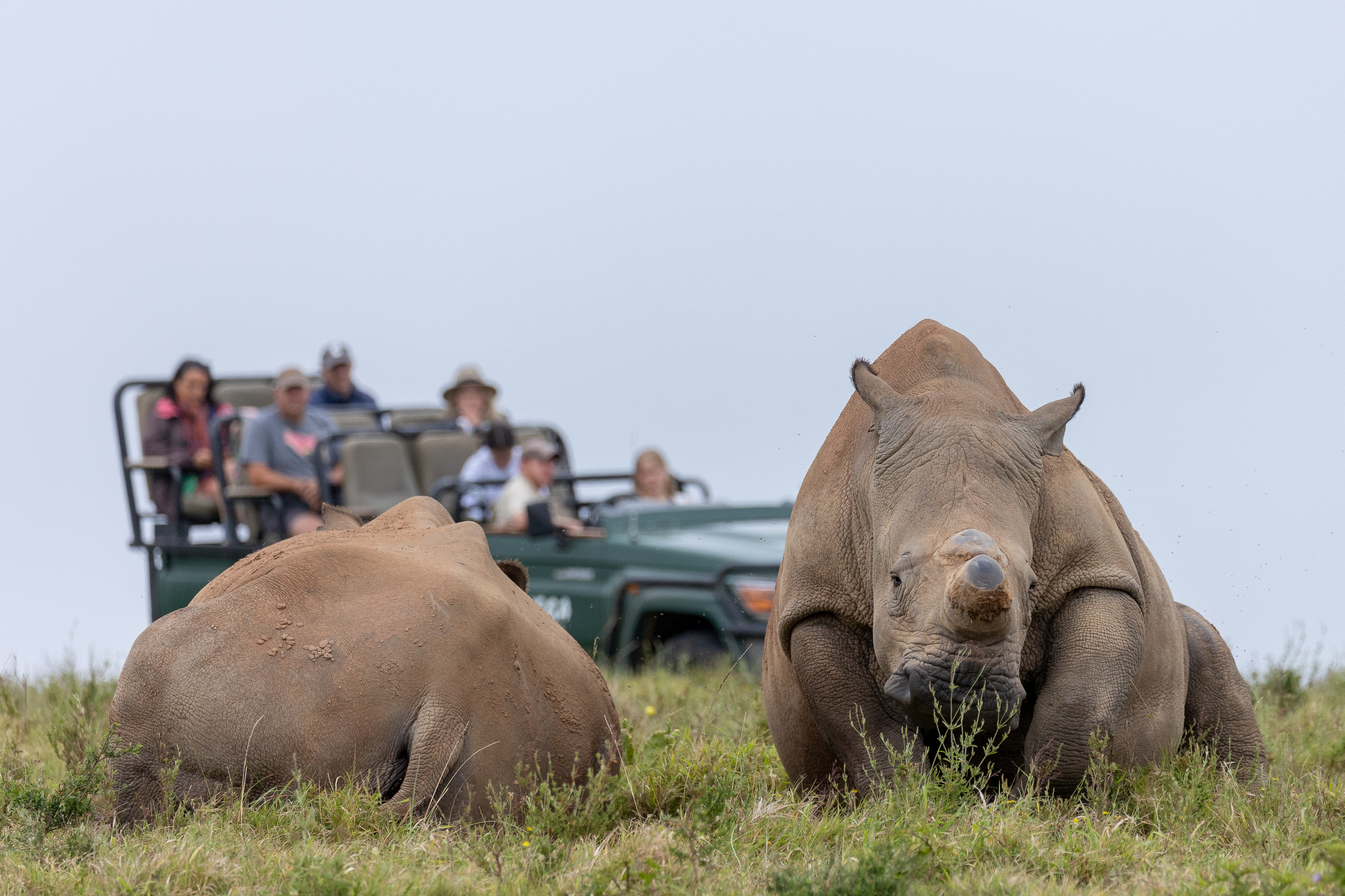 Safari - Sighting of White Rhino 
