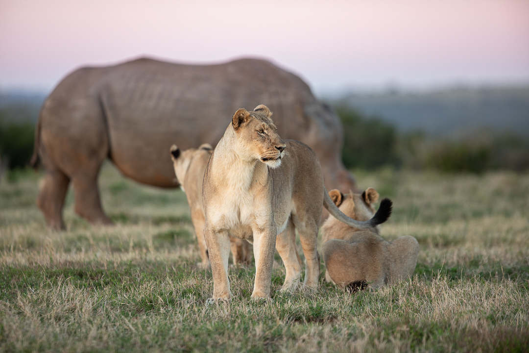Lions and rhino - Img taken by Brendon Jennings