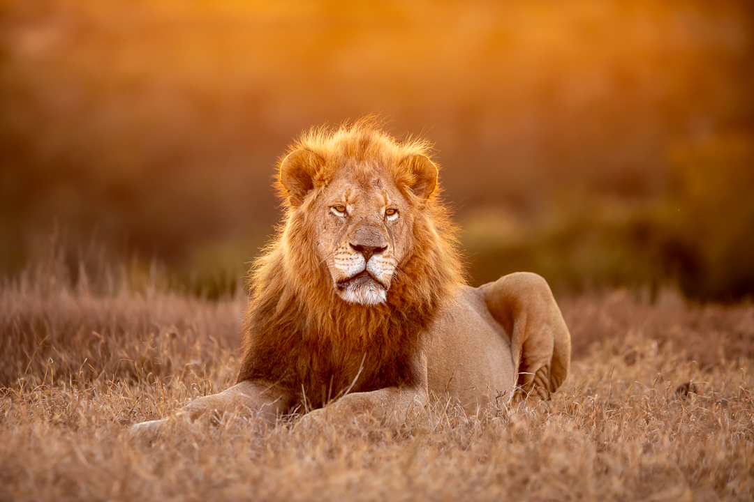 A beautiful male lion - Img taken by Brendon Jennings
