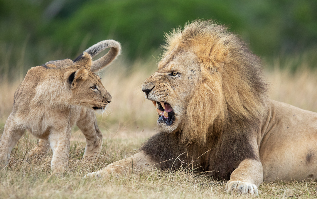 Male lion and cub playing - Img taken by Brendon Jennings